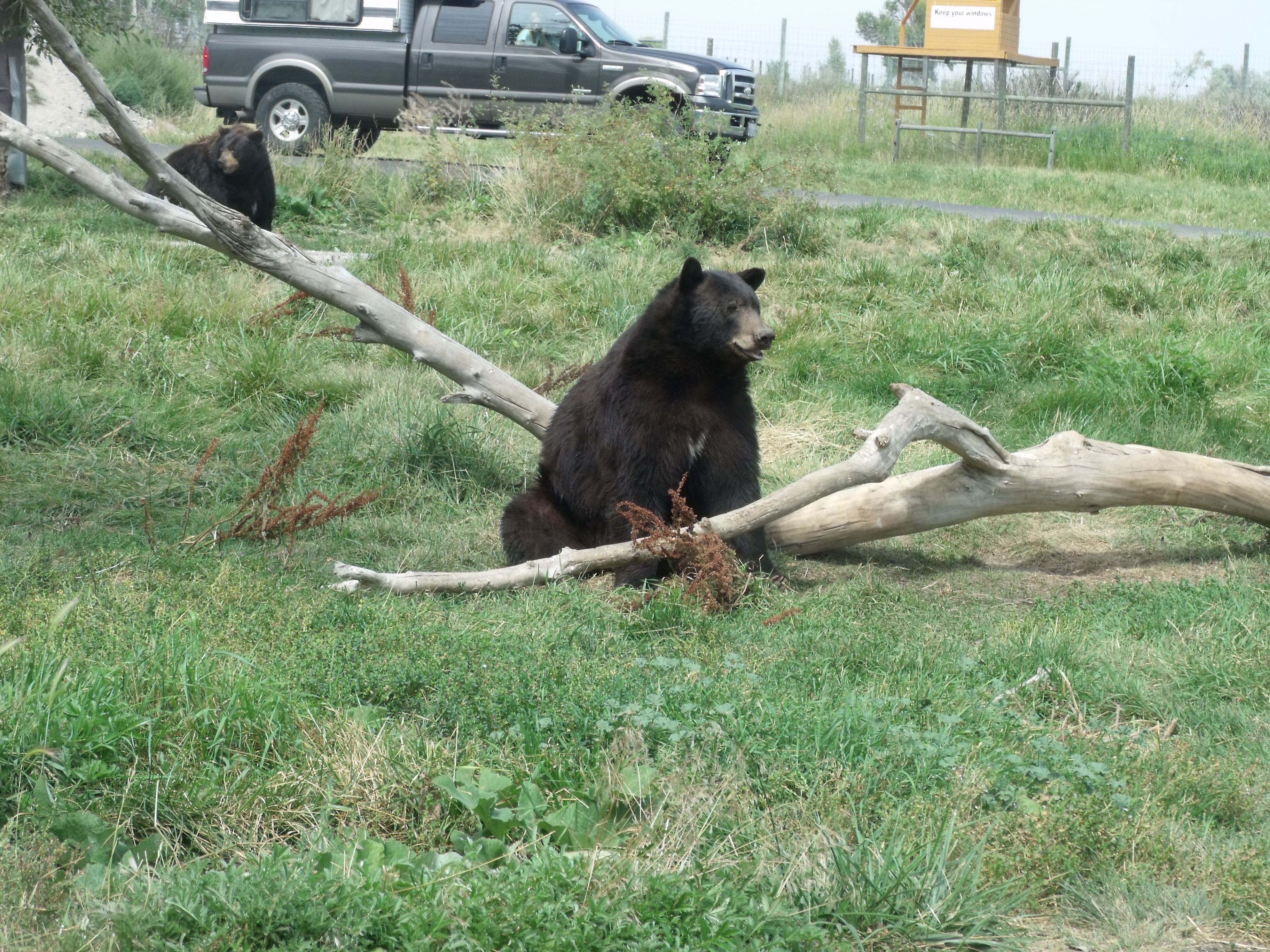Photo of Bears at Bear World